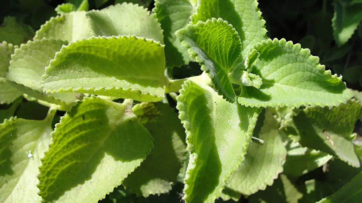 عکس مرتبط با دمنوش بابونه — دمنوش بابونه با گیاهان دارویی | راهنمای طب سنتی