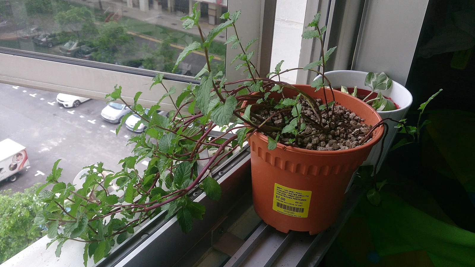 عکس مرتبط با آفتاب‌سوختگی — آفتاب‌سوختگی در طب سنتی؛ گیاه عطار و سخن حکما