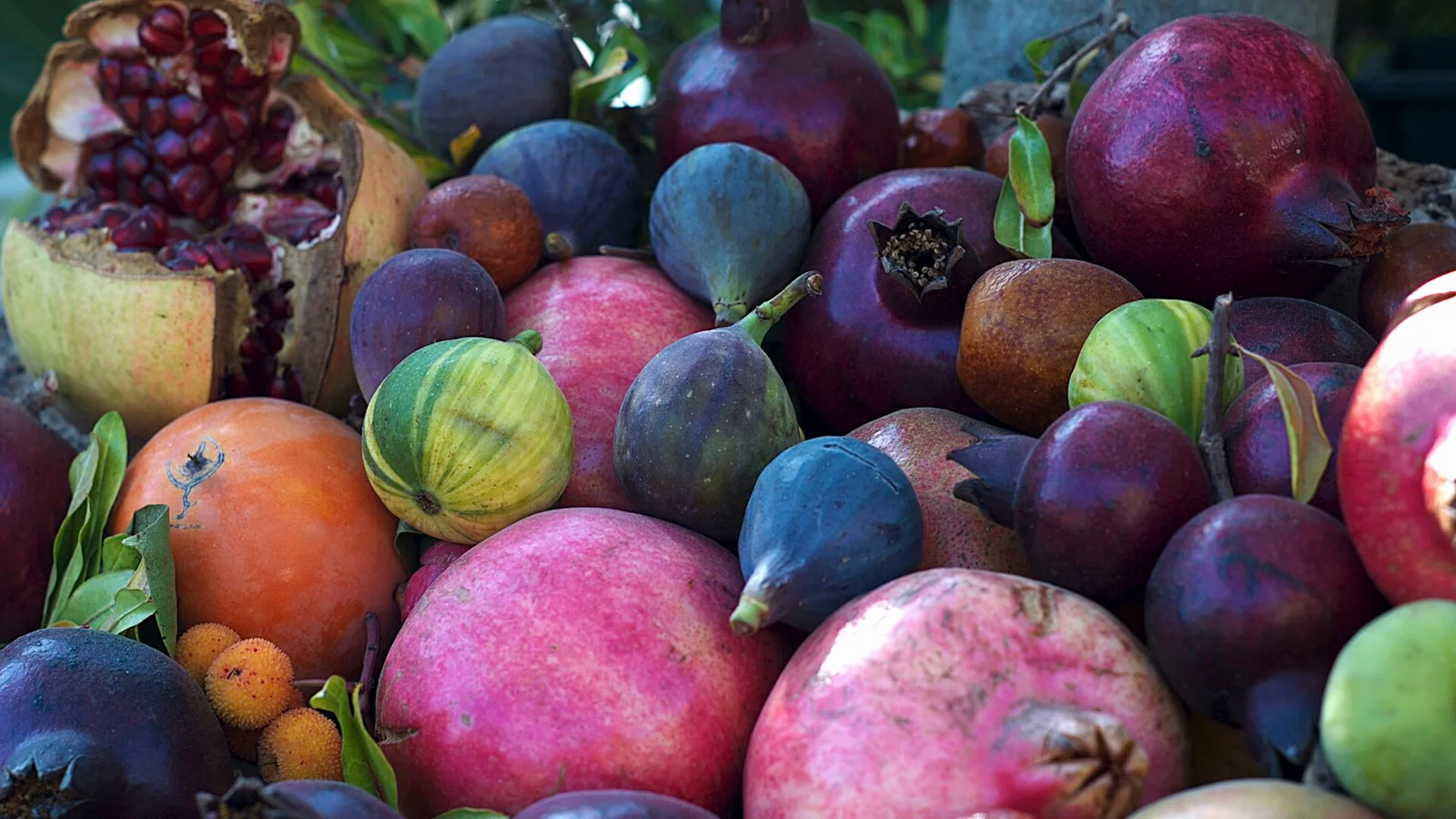 عکس مرتبط با آلرژی بهار — آلرژی بهار در طب سنتی؛ گیاه عطار و سخن حکما