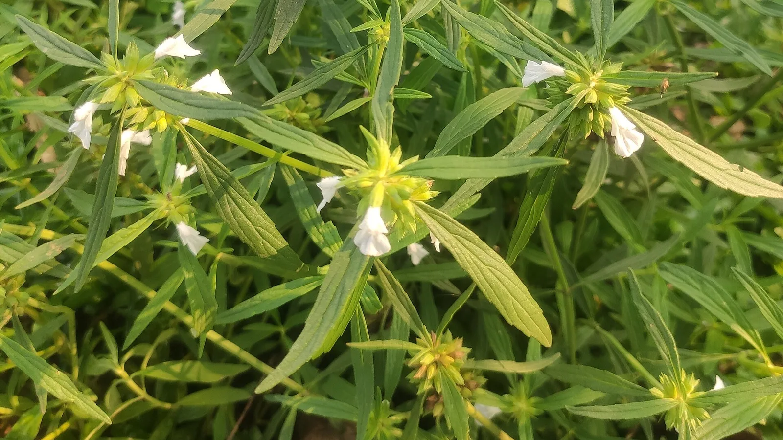 عکس مرتبط با اگزما — اگزما در طب سنتی؛ گیاه عطار و سخن حکما