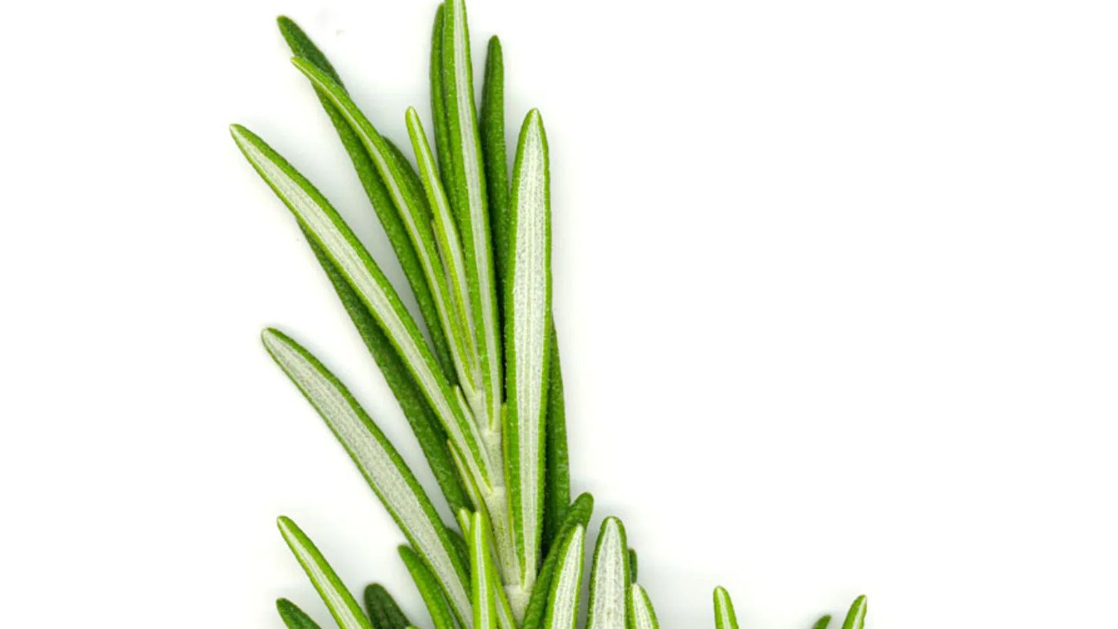 عکس مرتبط با اضطراب — اضطراب در طب سنتی؛ گیاه عطار و سخن حکما