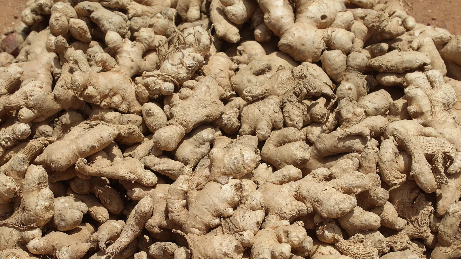 عکس مرتبط با گوش‌درد — گوش‌درد در طب سنتی؛ گیاه عطار و سخن حکما