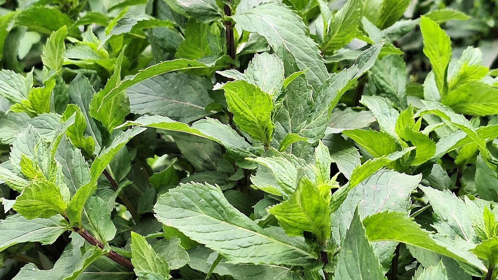 عکس مرتبط با لاغری مفرط — لاغری مفرط در طب سنتی؛ گیاه عطار و سخن حکما