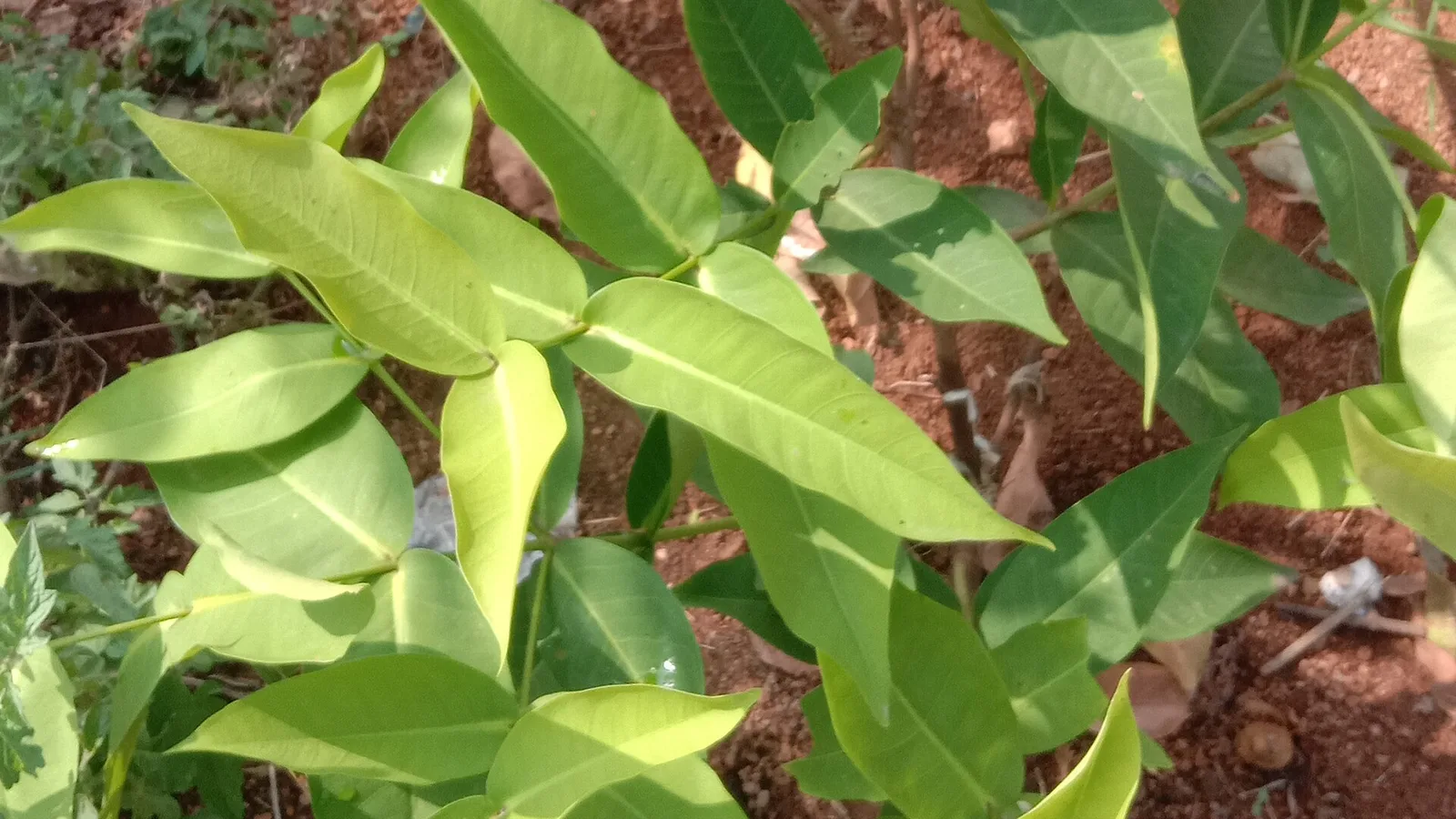 عکس مرتبط با نفخ — نفخ در طب سنتی؛ گیاه عطار و سخن حکما