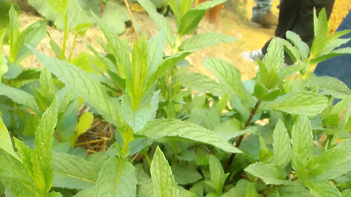 عکس مرتبط با خواص بابونه — خواص بابونه با گیاهان دارویی | راهنمای طب سنتی