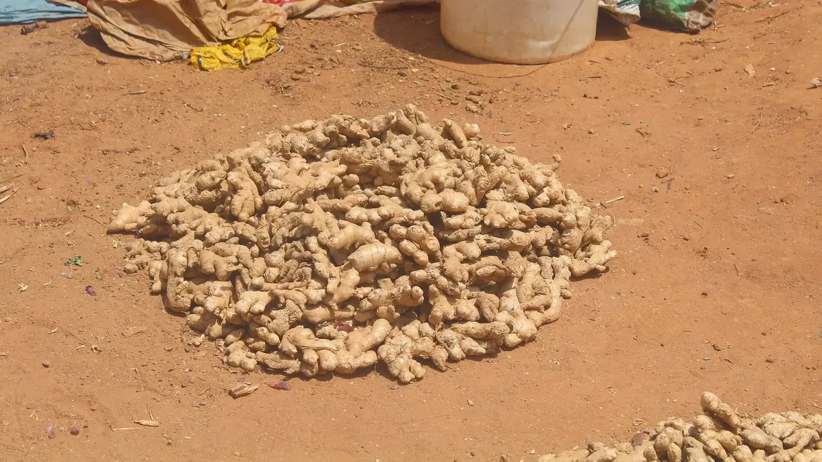 عکس مرتبط با خواص دارچین — خواص دارچین با گیاهان دارویی | راهنمای طب سنتی