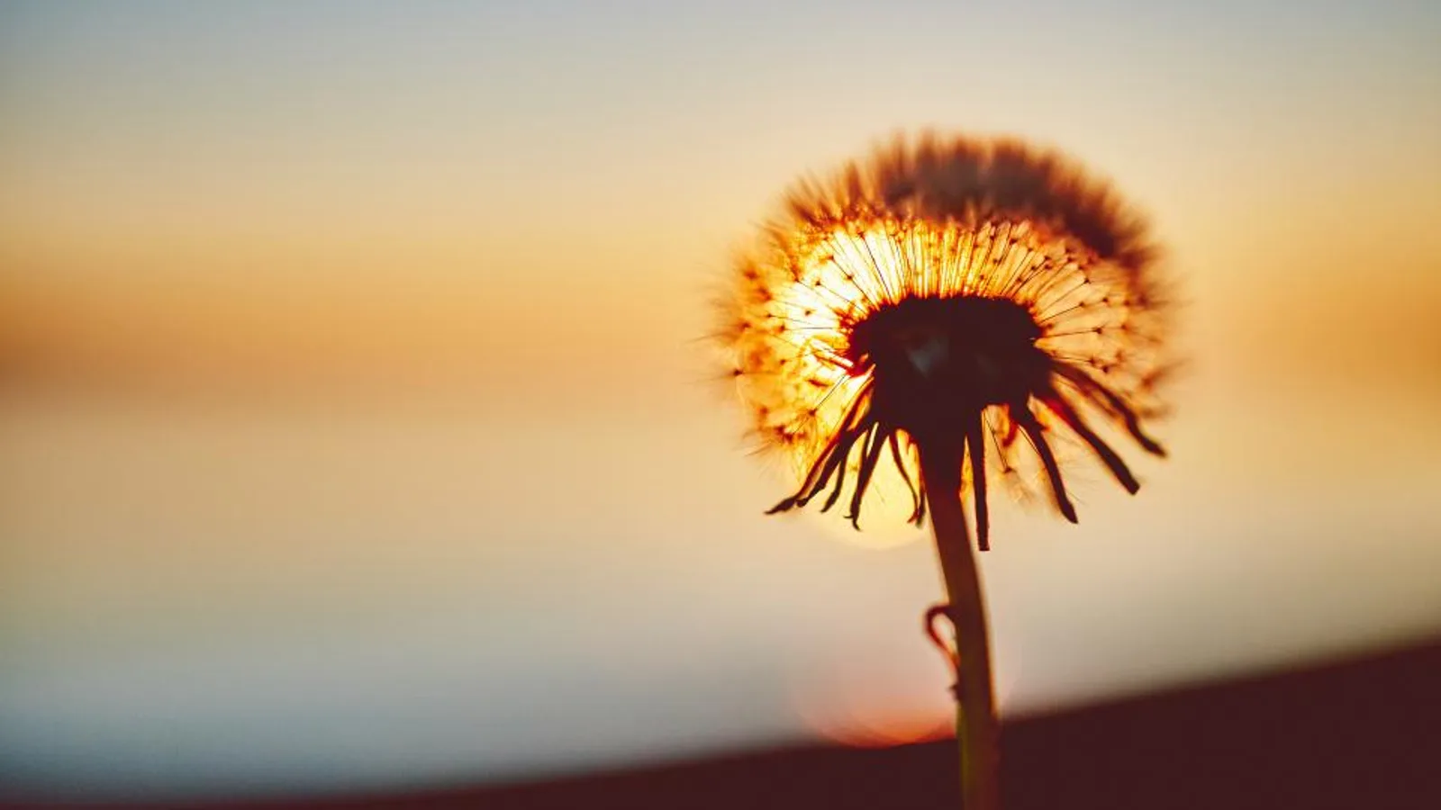 جوانسازی پوست؛ عکس Dandelion Flower از Negative Space — سریعترین راه رفع جوانسازی پوست در خانه | طب سنتی