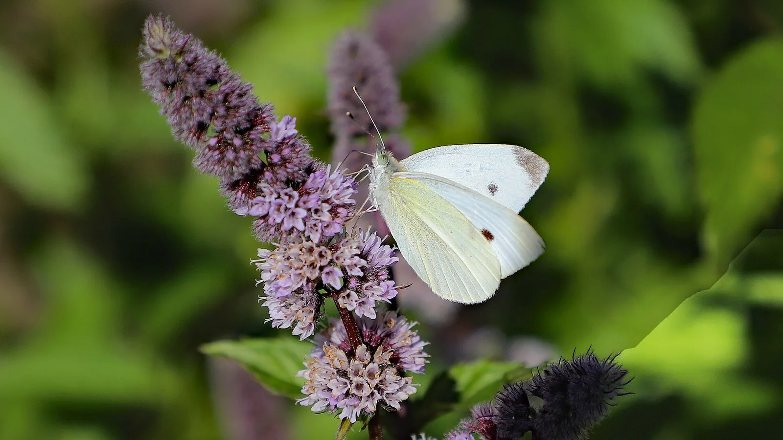کاهش وزن؛ عکس File:00 1984 Grüne Minze (Mentha Spicata) - Schmetterling (Weissling).jpg از W. Bulach — سریعترین راه رفع کاهش وزن در خانه | طب سنتی