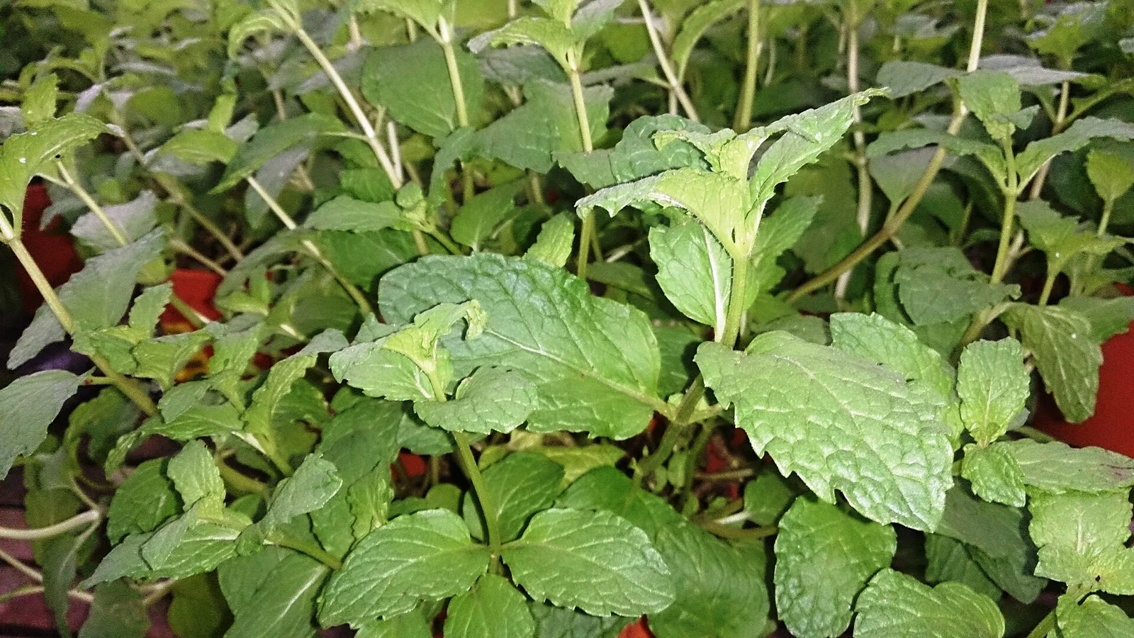 عکس مرتبط با شوره سر — سریع‌ترین راه رفع شوره سر در خانه | طب سنتی