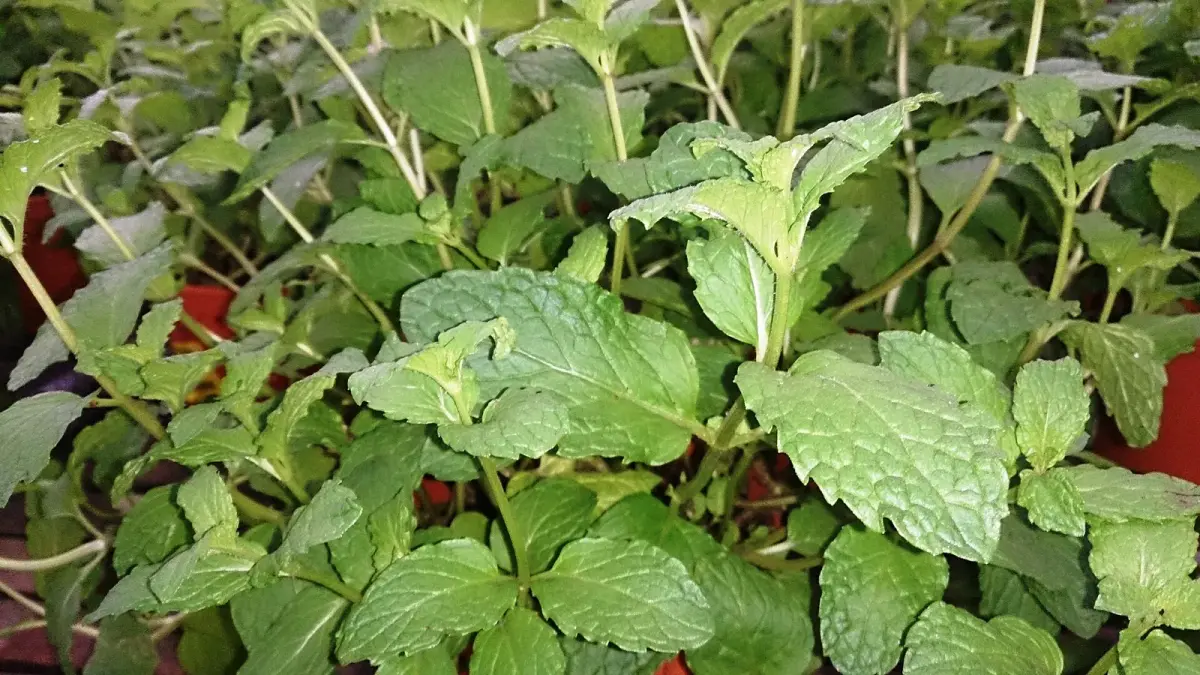 عکس مرتبط با شوره سر — شوره سر در طب سنتی؛ علت، گیاه و دمنوش خانگی