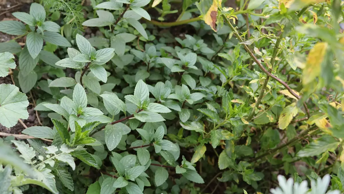 عکس مرتبط با تهوع بارداری — تهوع بارداری در طب سنتی؛ علت، گیاه و دمنوش خانگی