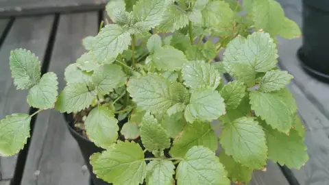عکس مرتبط با کمردرد — کمردرد در طب سنتی؛ علت، گیاه و دمنوش خانگی