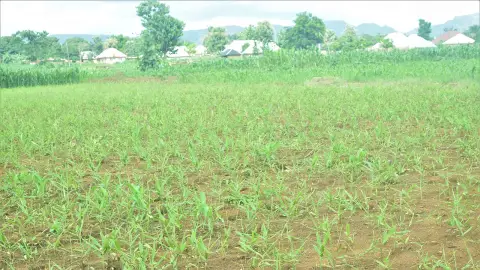 عکس مرتبط با خواص زنجبیل — خواص زنجبیل با گیاهان دارویی | راهنمای طب سنتی