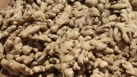 عکس مرتبط با وزوز گوش — وزوز گوش در طب سنتی؛ علت، گیاه و دمنوش خانگی