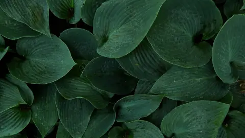 عکس مرتبط با زردی — زردی در طب سنتی؛ علت، گیاه و دمنوش خانگی